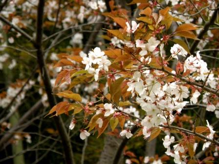 a cherry blossoms