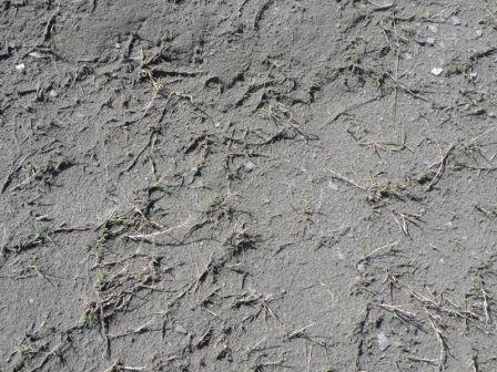 the volcanic ashes