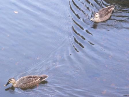 a the Spot-billed ducks