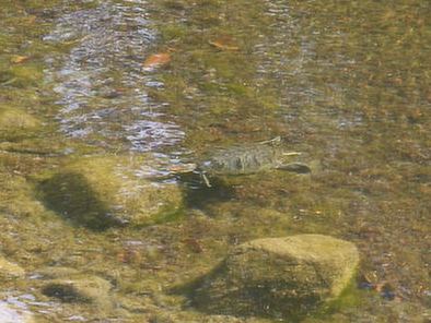 a tortoise swimming in the lake