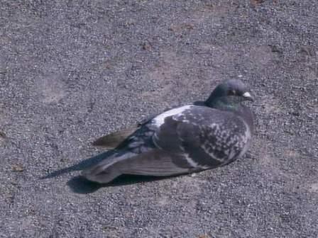 a pigeon in a sunbath