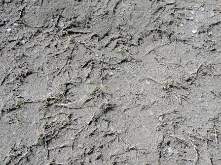 The volcanic ash of Mt.Sakurajima