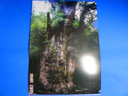 Yakushima island nature clear file folder : The Ancient Jomon cedar