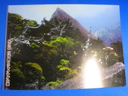 Yakushima island nature clear file folder : The forest of Hakkotujyu and rhododendron