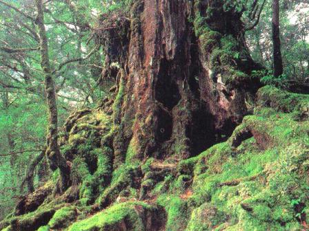 The 204 pieces jigsaw puzzle : A forest in the Yakushima island