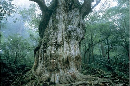The 1000 pieces jigsaw puzzle : The Jyoumon cedar in the Yakushima island