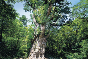 The 1000 pieces jigsaw puzzle : A Japanese scene, The Yaku cedar in the Yakushima island