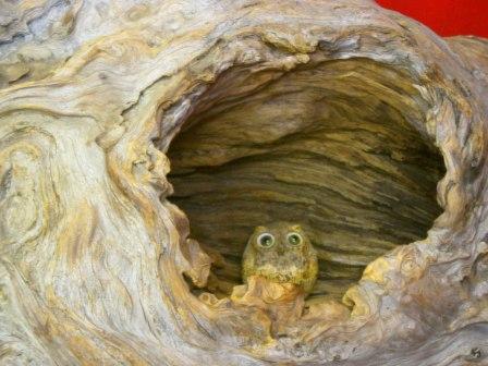 A owl in a Yakusugi hole
